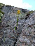 Solidago virgaurea подвид lapponica. Цветущее растение в скальной щели. Кольский полуостров, Восточный Мурман, пос. Дальние Зеленецы, Аварийный мыс. 19.08.2009.