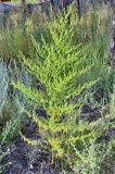 Artemisia annua. Цветущее растение. Юг Красноярского края, окр. г. Минусинск. Август 2009 г.
