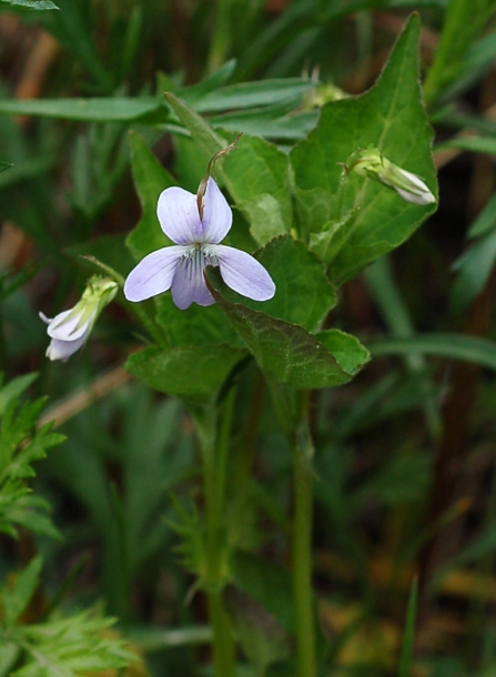 Image of Viola acuminata specimen.