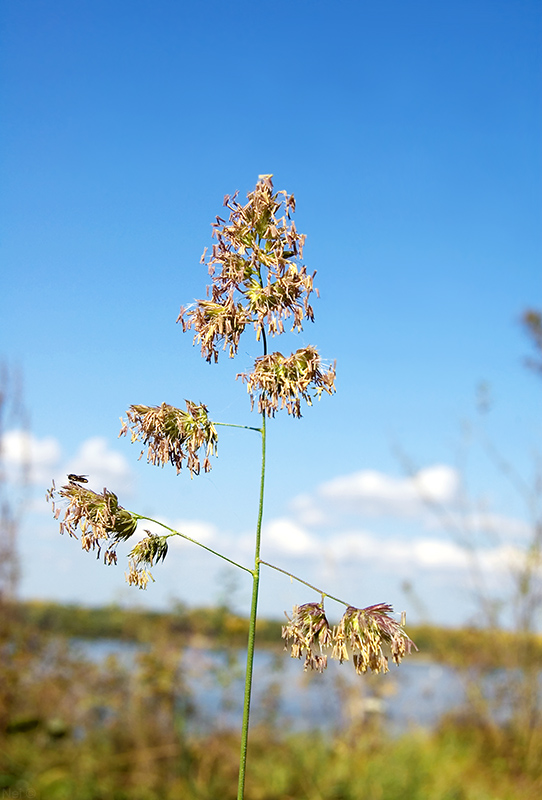 Image of Dactylis glomerata specimen.