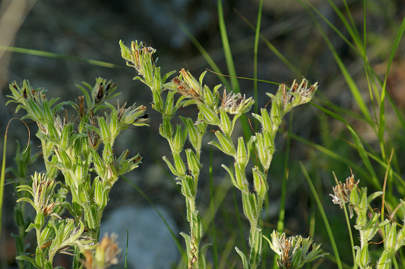 Image of genus Onosma specimen.