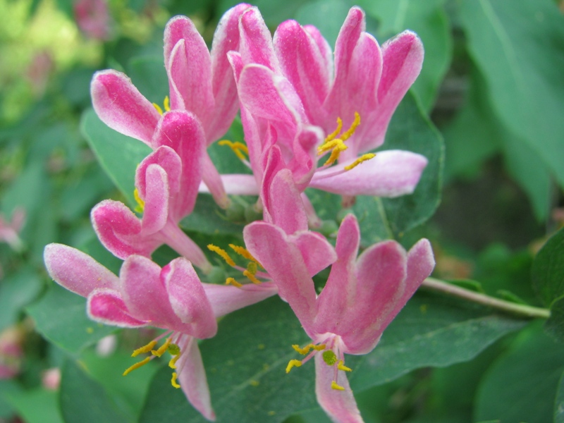 Image of Lonicera tatarica specimen.