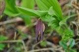 Cypripedium calceolus. Растение с бутоном. Республика Бурятия, окр. г. Улан-Удэ, долина р. Верхняя Берёзовка, 06.06.2015.