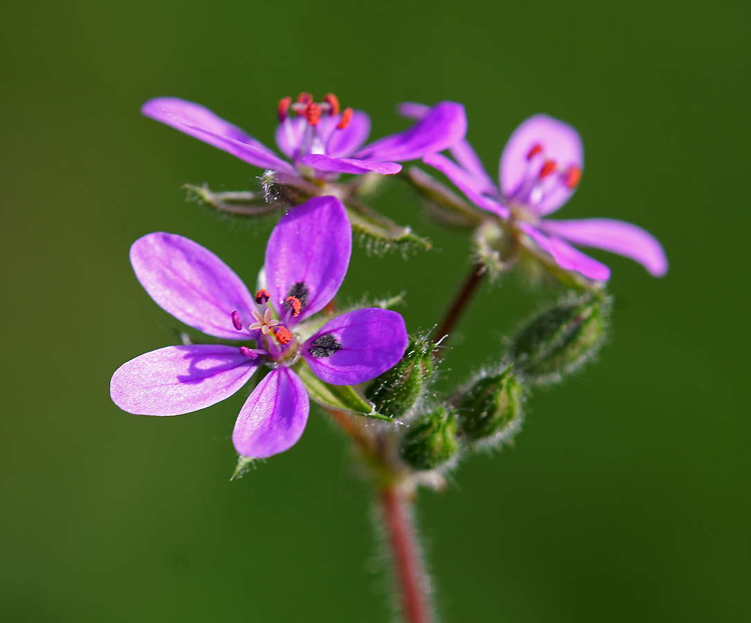 Image of Erodium cicutarium specimen.