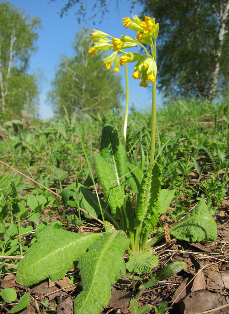 Image of Primula macrocalyx specimen.