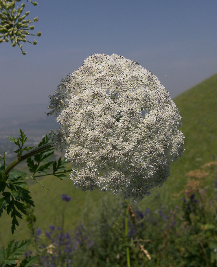 Image of Macrosciadium alatum specimen.