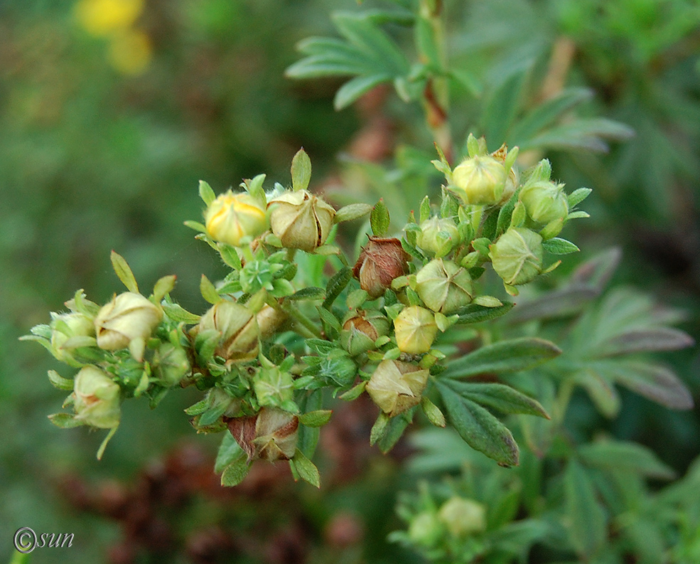 Image of Dasiphora fruticosa specimen.