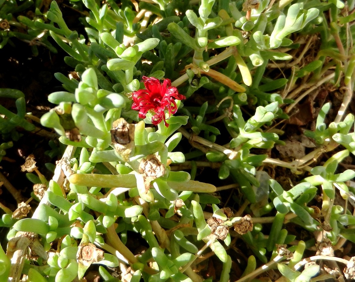 Image of Malephora crocea specimen.