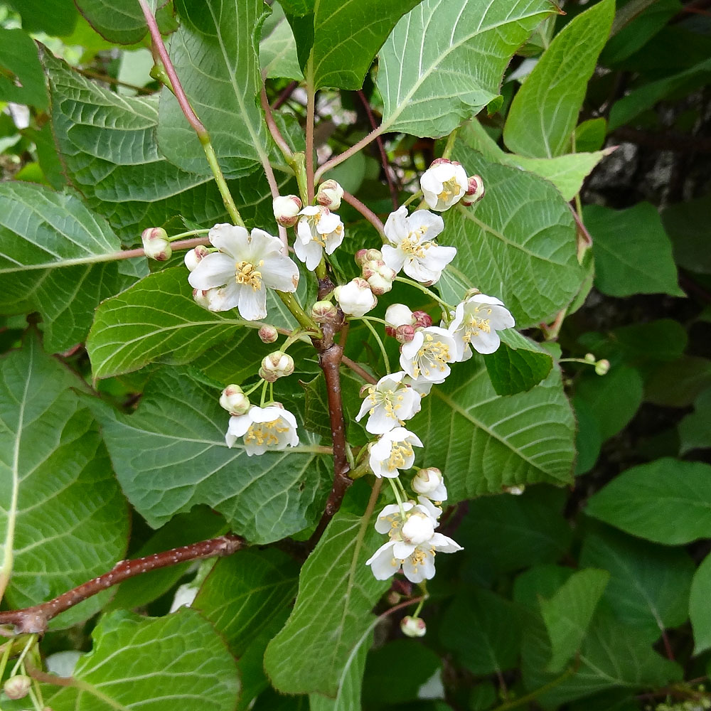 Image of Actinidia kolomikta specimen.