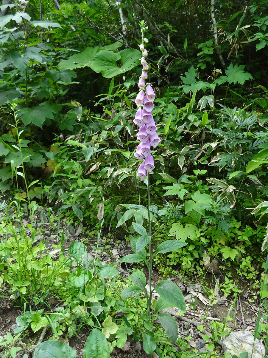 Image of Digitalis purpurea specimen.