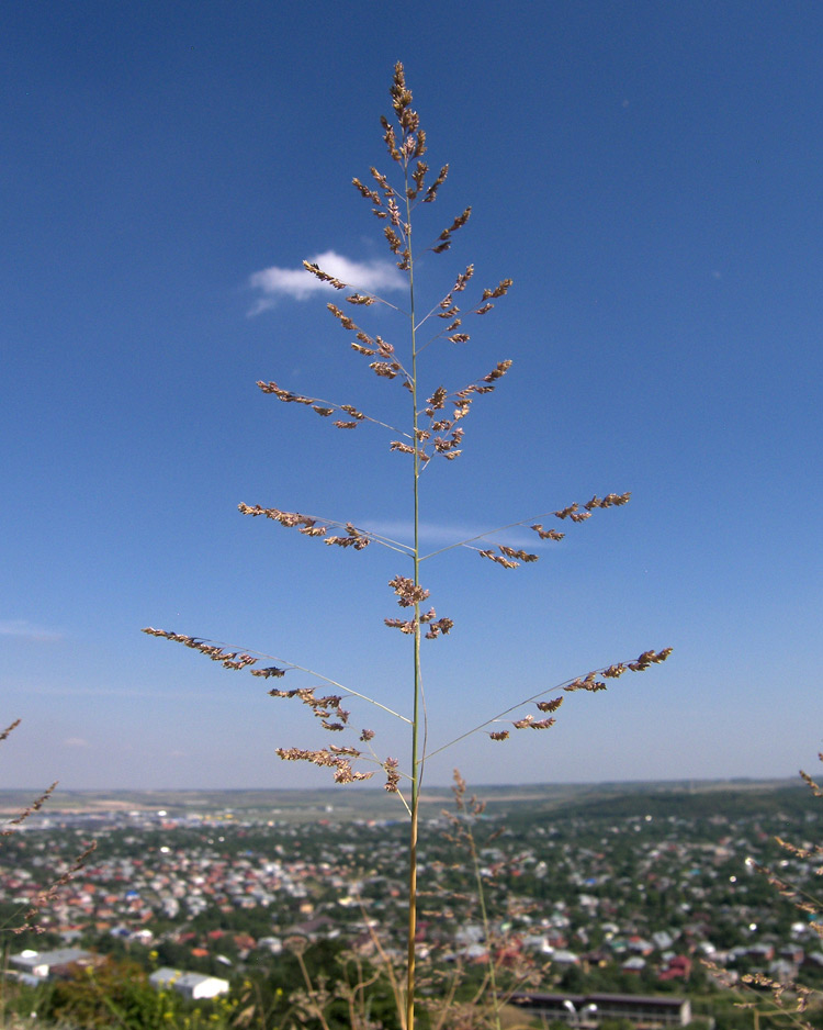 Изображение особи Eragrostis collina.