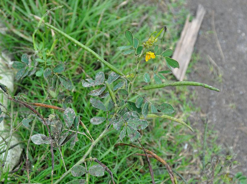 Изображение особи Senna obtusifolia.