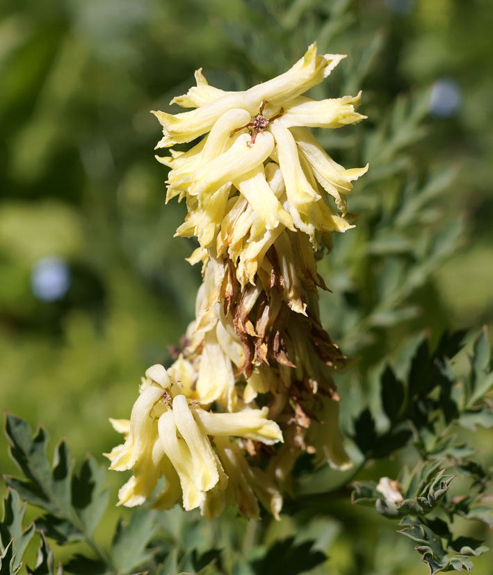 Изображение особи Corydalis semenowii.