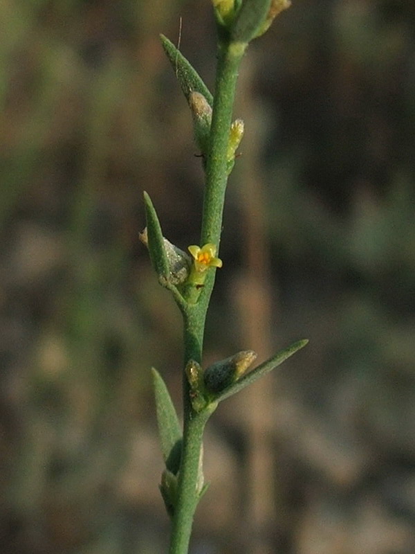 Изображение особи Thymelaea passerina.