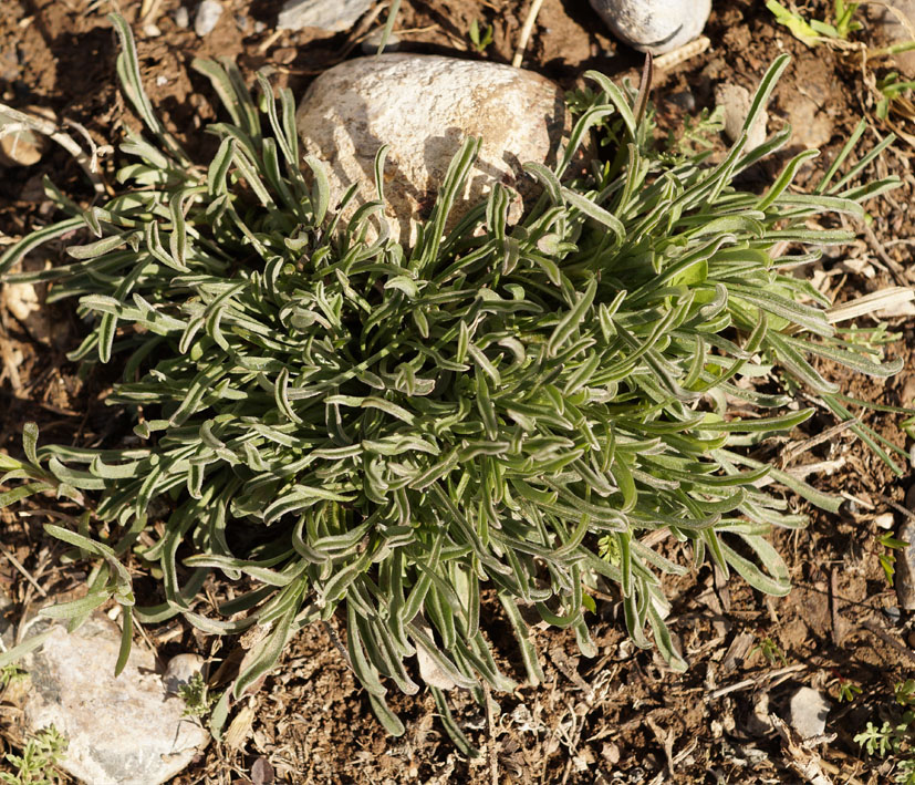 Изображение особи семейство Boraginaceae.