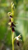 Ophrys insectifera