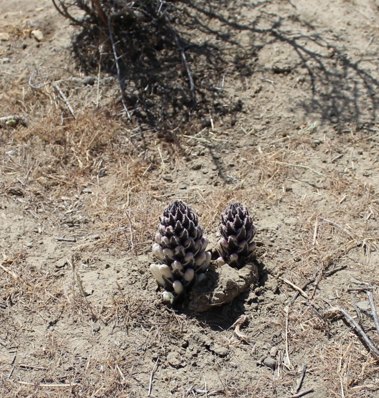 Image of genus Cistanche specimen.