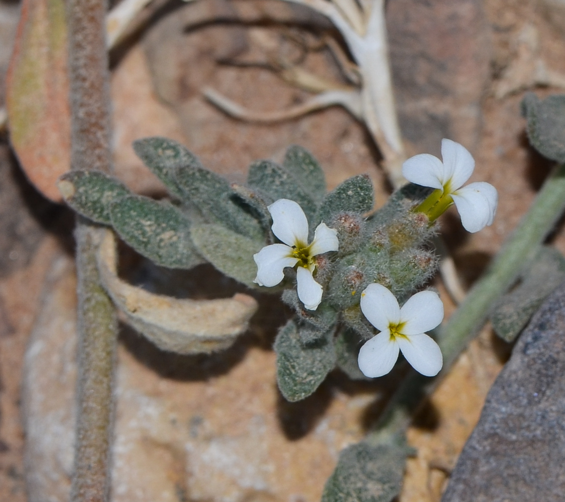 Image of Morettia canescens specimen.