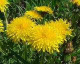 genus Taraxacum. Соцветия-корзинки. Ленинградская обл., Кировский р-н, западнее ст. Ивановская, в лесной полосе между ж.-д. и шоссе. 15.05.2010.