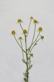 Matricaria recutita. Верхушка цветущего растения. Республика Молдова, пригород Кишинёва. 17 мая 2009 г.
