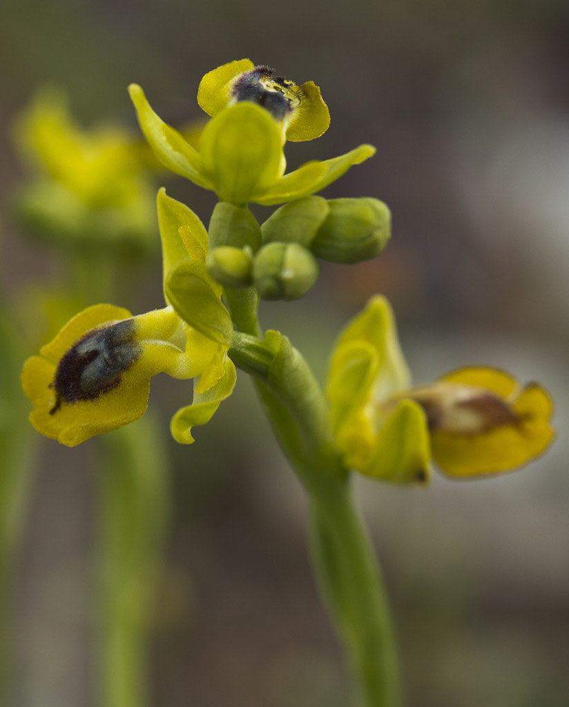 Image of Ophrys lutea specimen.