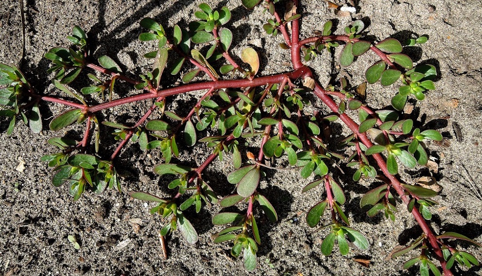 Image of Portulaca oleracea specimen.