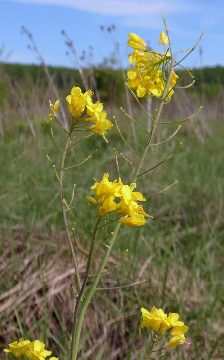 Image of Brassica campestris specimen.