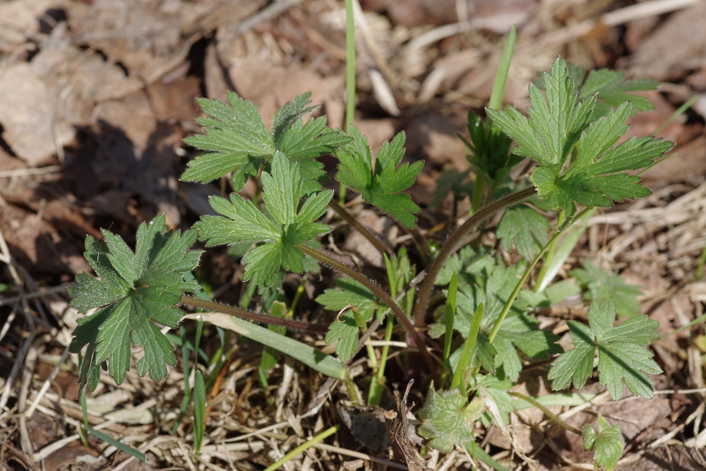 Image of genus Ranunculus specimen.