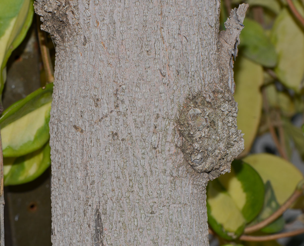 Image of Catha edulis specimen.