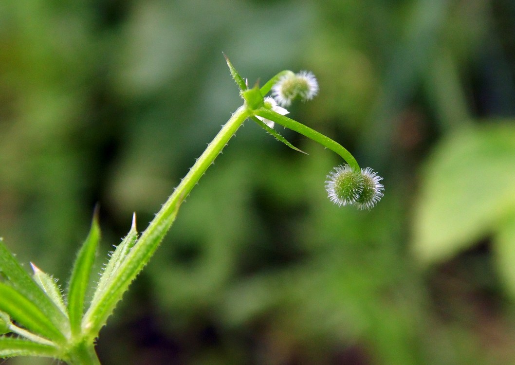 Image of Galium aparine specimen.