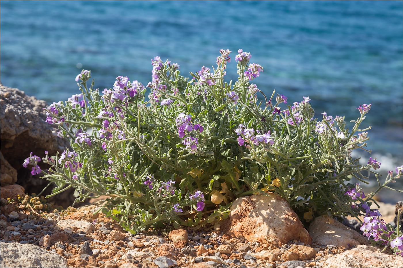 Изображение особи Matthiola tricuspidata.