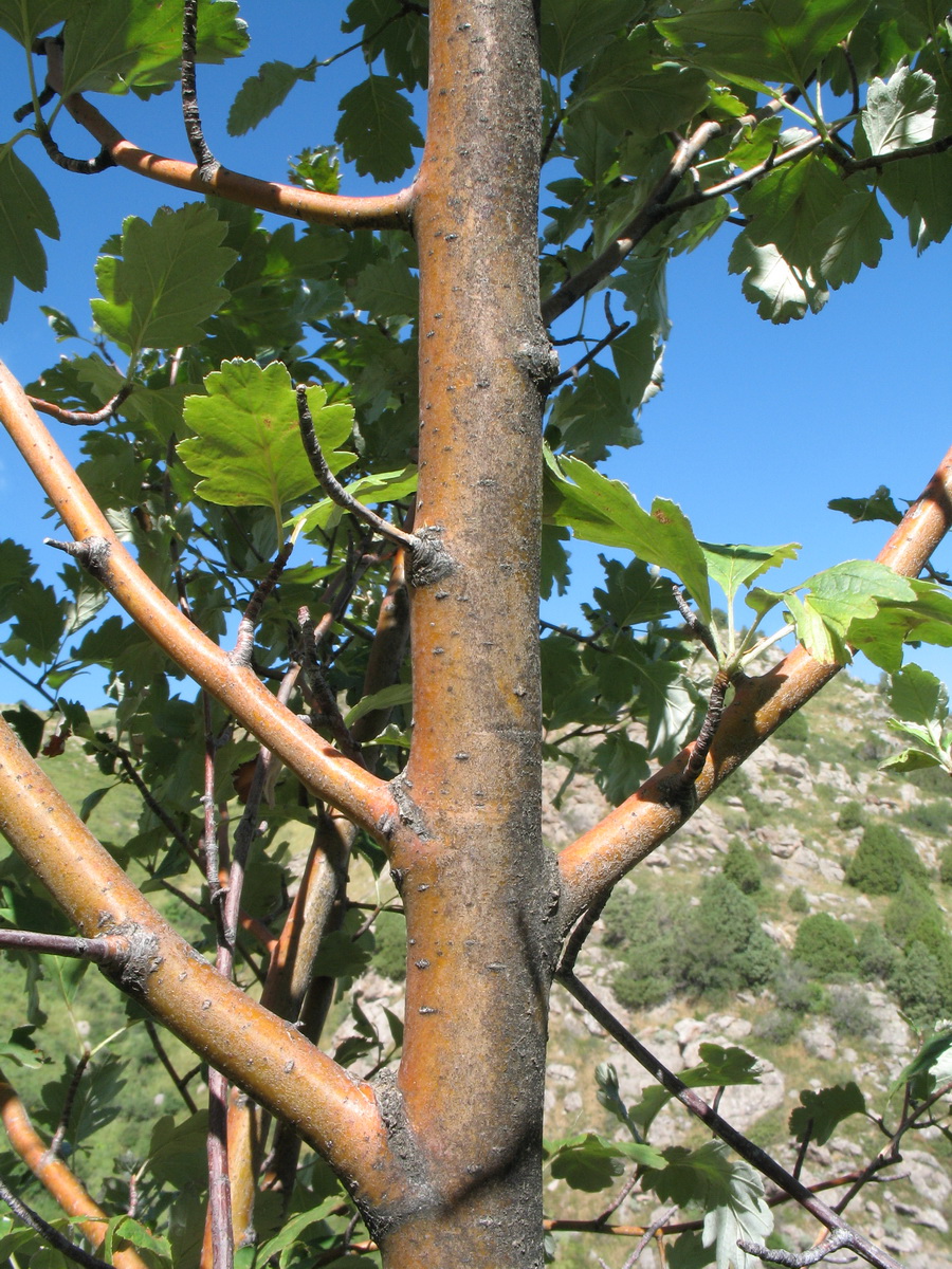 Image of Sorbus persica specimen.