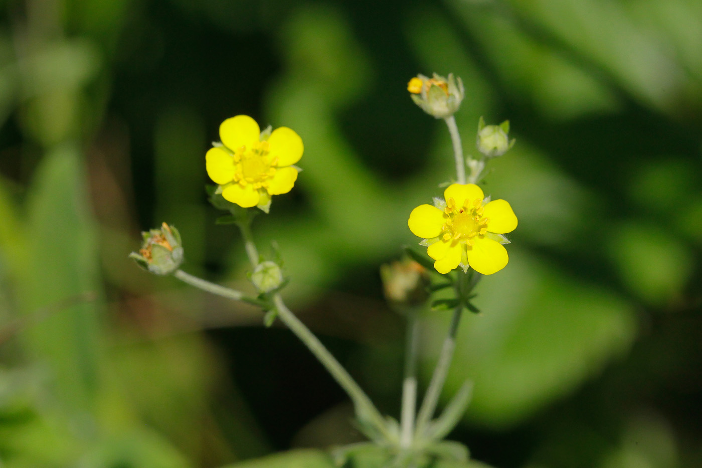 Изображение особи Potentilla argentea.