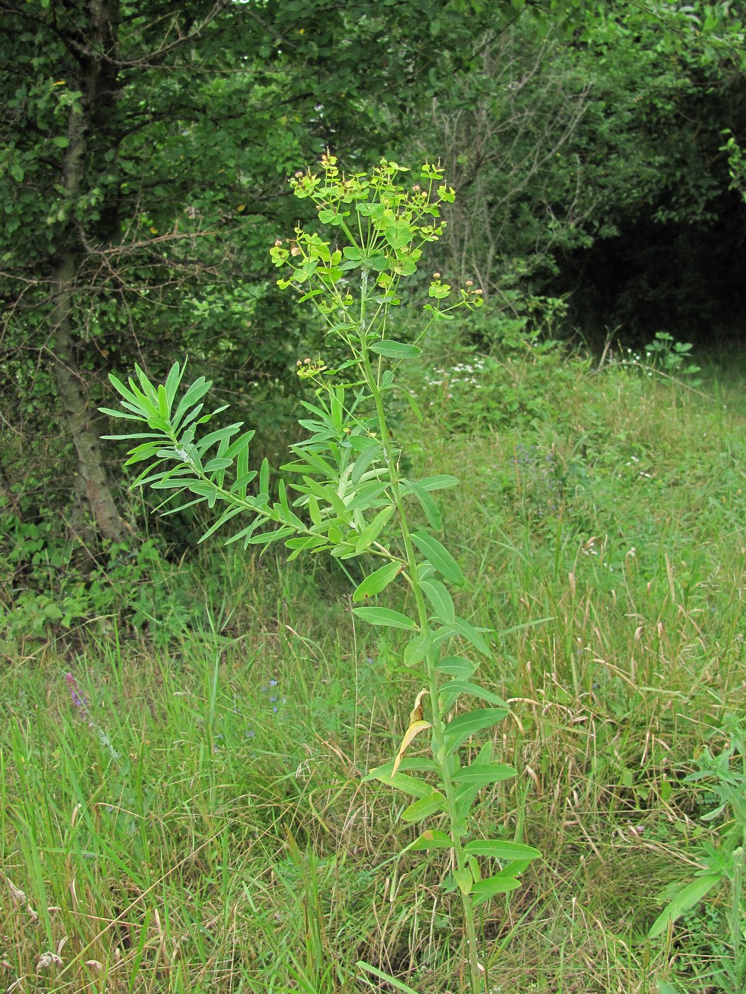 Image of genus Euphorbia specimen.