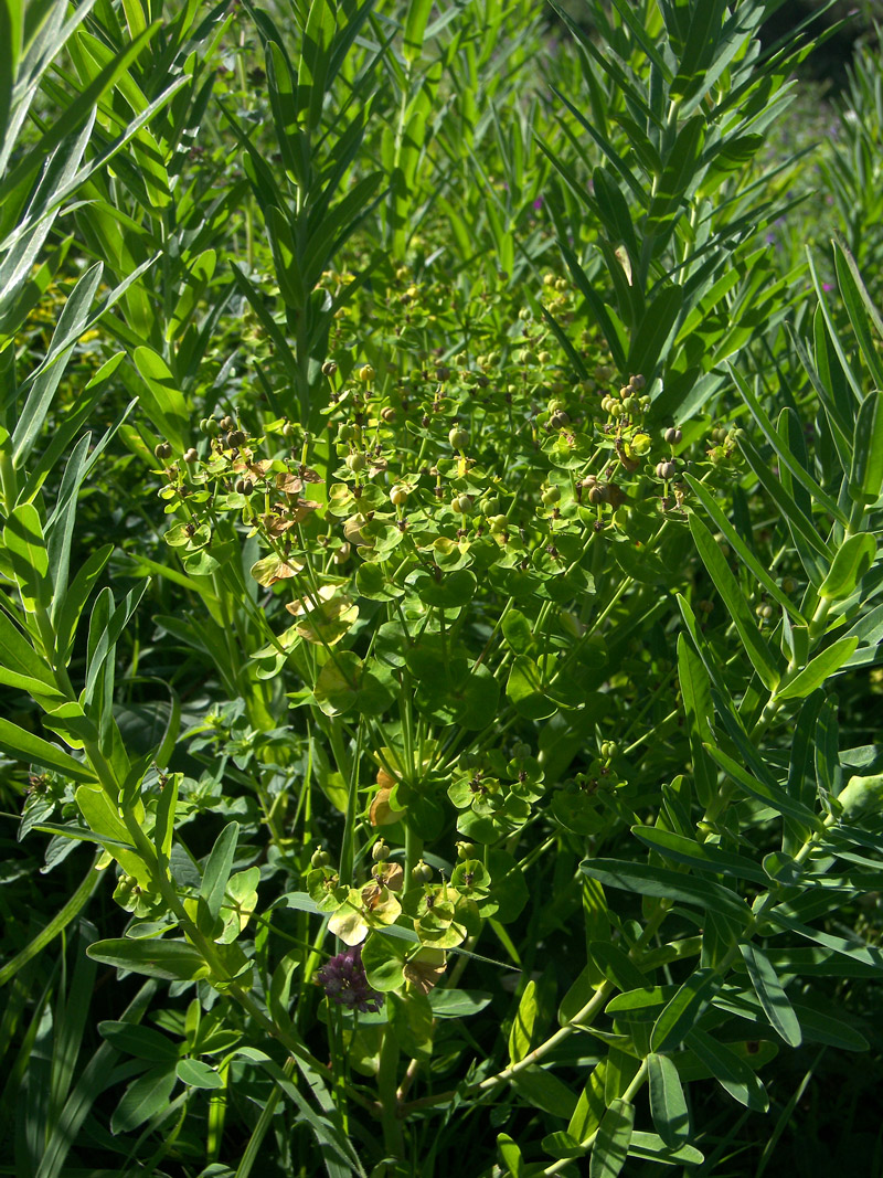 Изображение особи Euphorbia virgata.