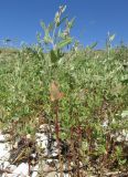 Atriplex micrantha. Вегетирующие растения. Крым, Тарханкутский п-ов, балка Большой Кастель, галечный пляж. 15 июля 2016 г.