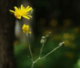 Hieracium koehleri. Верхушка побега с соцветиями на разных стадиях развития. Санкт-Петербург, Пушкинский р-н, Павловский парк, под деревьями. 23.06.2016.