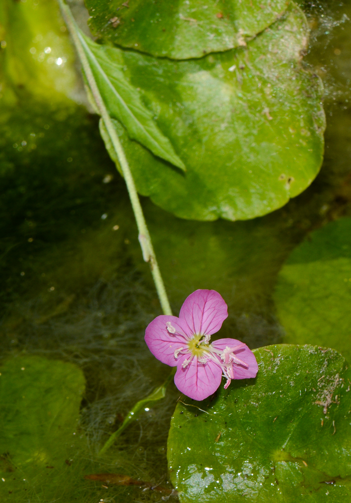 Image of Oenothera rosea specimen.