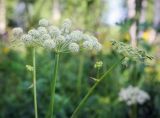 Angelica sylvestris. Верхушки побегов с соцветиями. Пермский край, г. Пермь, Кировский р-н, окраина суходольного разнотравного луга, вдоль березового колка. 17.07.2016.