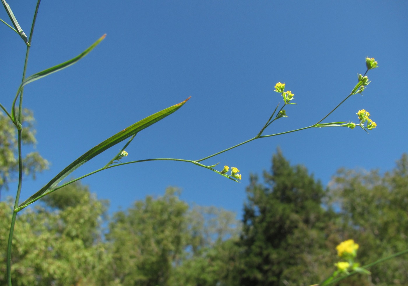 Image of Bupleurum brachiatum specimen.