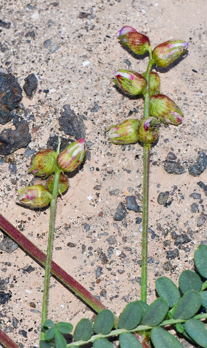 Изображение особи Astragalus mareoticus.