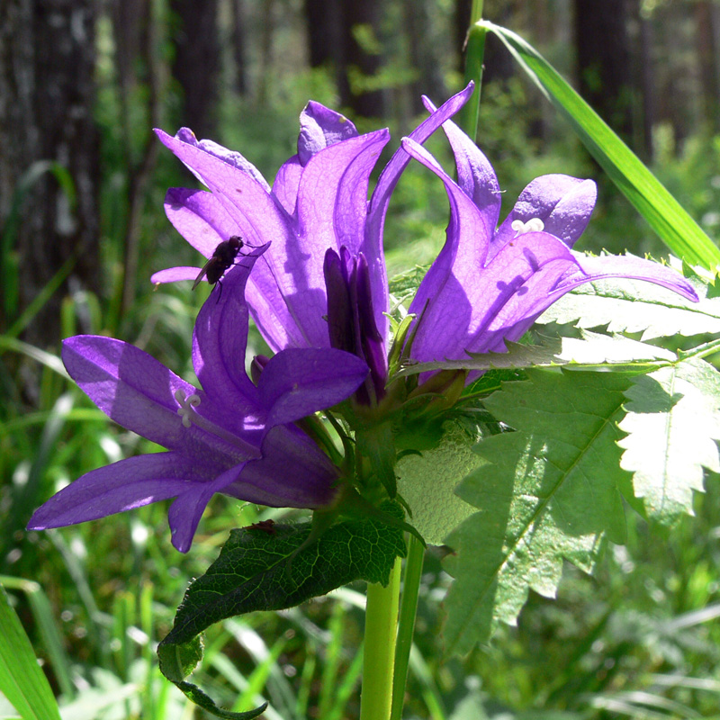 Image of Campanula glomerata specimen.