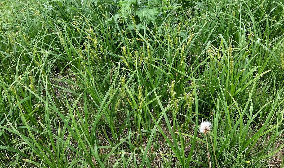 Изображение особи Carex raddei.