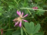 Trifolium pacificum