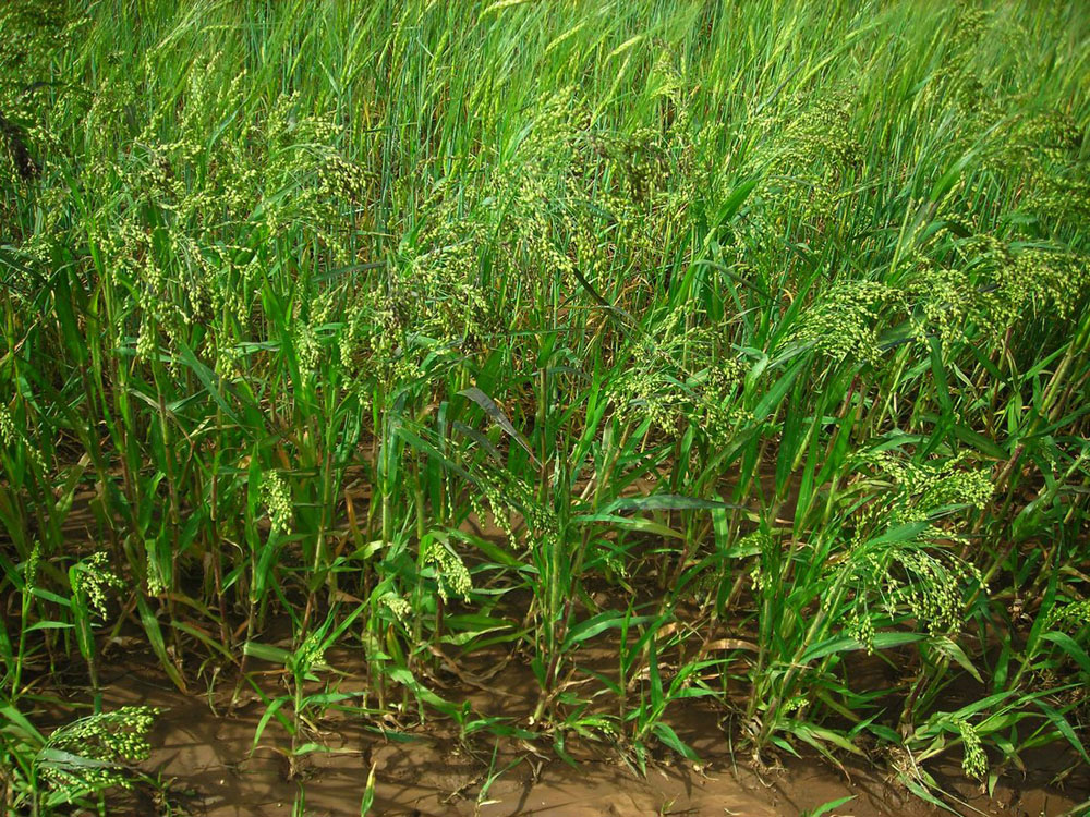 Image of Panicum miliaceum specimen.