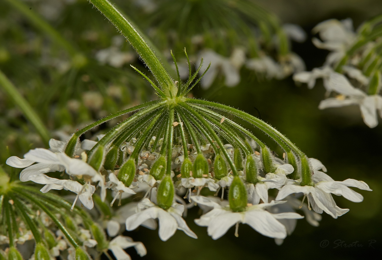 Image of Heracleum mantegazzianum specimen.