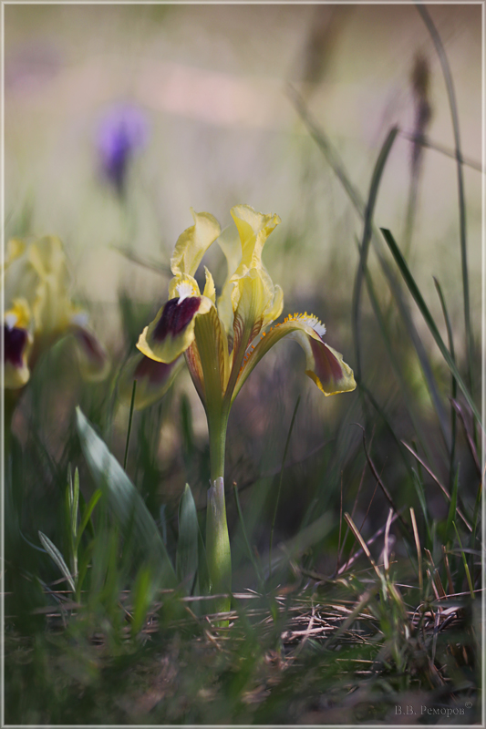 Image of Iris pumila specimen.