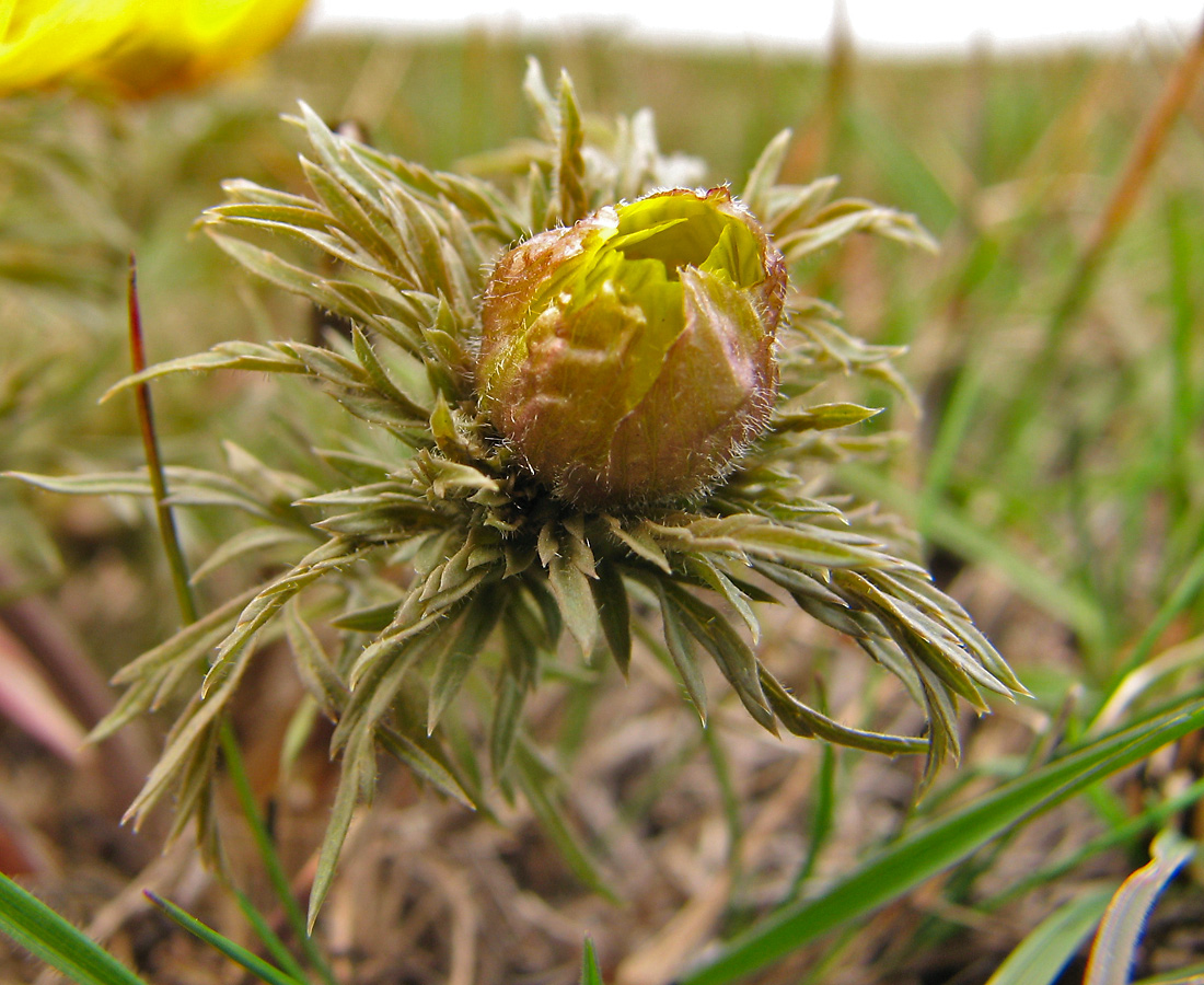 Image of Adonis volgensis specimen.