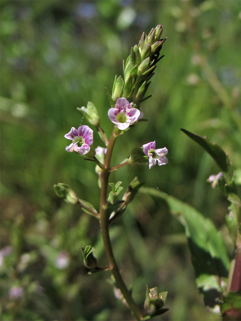 Image of Veronica catenata specimen.