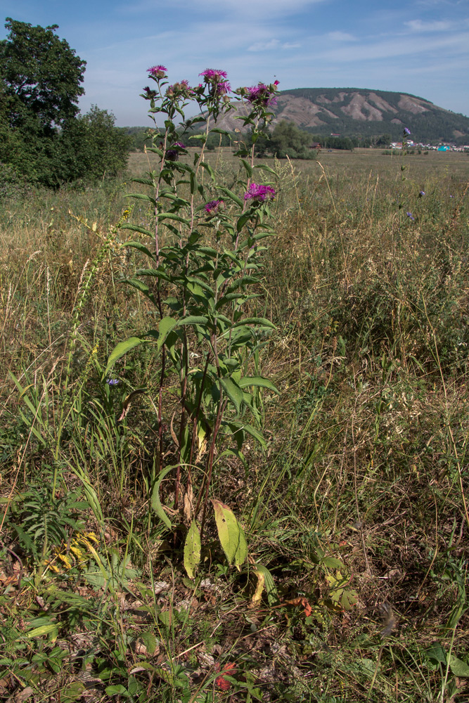 Изображение особи Centaurea pseudophrygia.